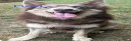 German Shepherd dogs for sale: RARE BLUE GERMAN SHEPHERD PUPPIES KC - Advert 3