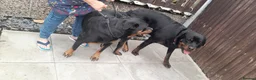 Rottweiler dogs for stud: proven rottweiler stud in Barnsley - Advert 8