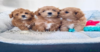 Maltipoo dogs - Advert 16