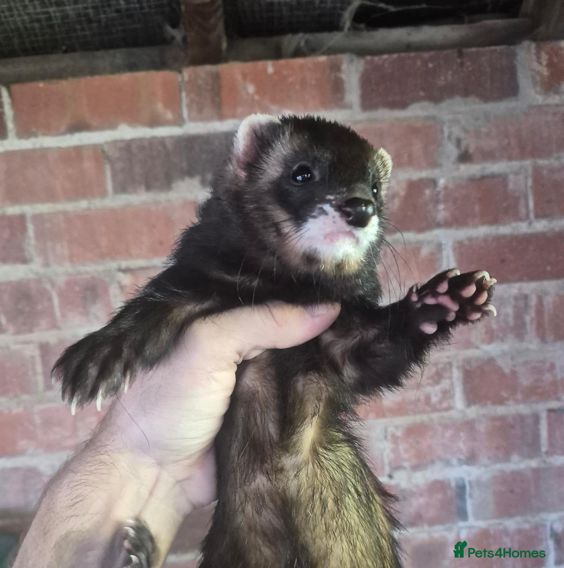Ferret rodents Ferrets European polecat hob and polecat jill  - Advert 1