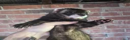 Ferret rodents for sale: Ferrets European polecat hob and polecat jill  - Advert 1