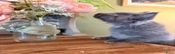 Ragcoon cats for sale: Last of litter affectionate playful Ragcoon baby  - Advert 21