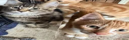 Mixed Breed cats for sale: KITTENS LOOKING FOR HOMES in Malton - Advert 8