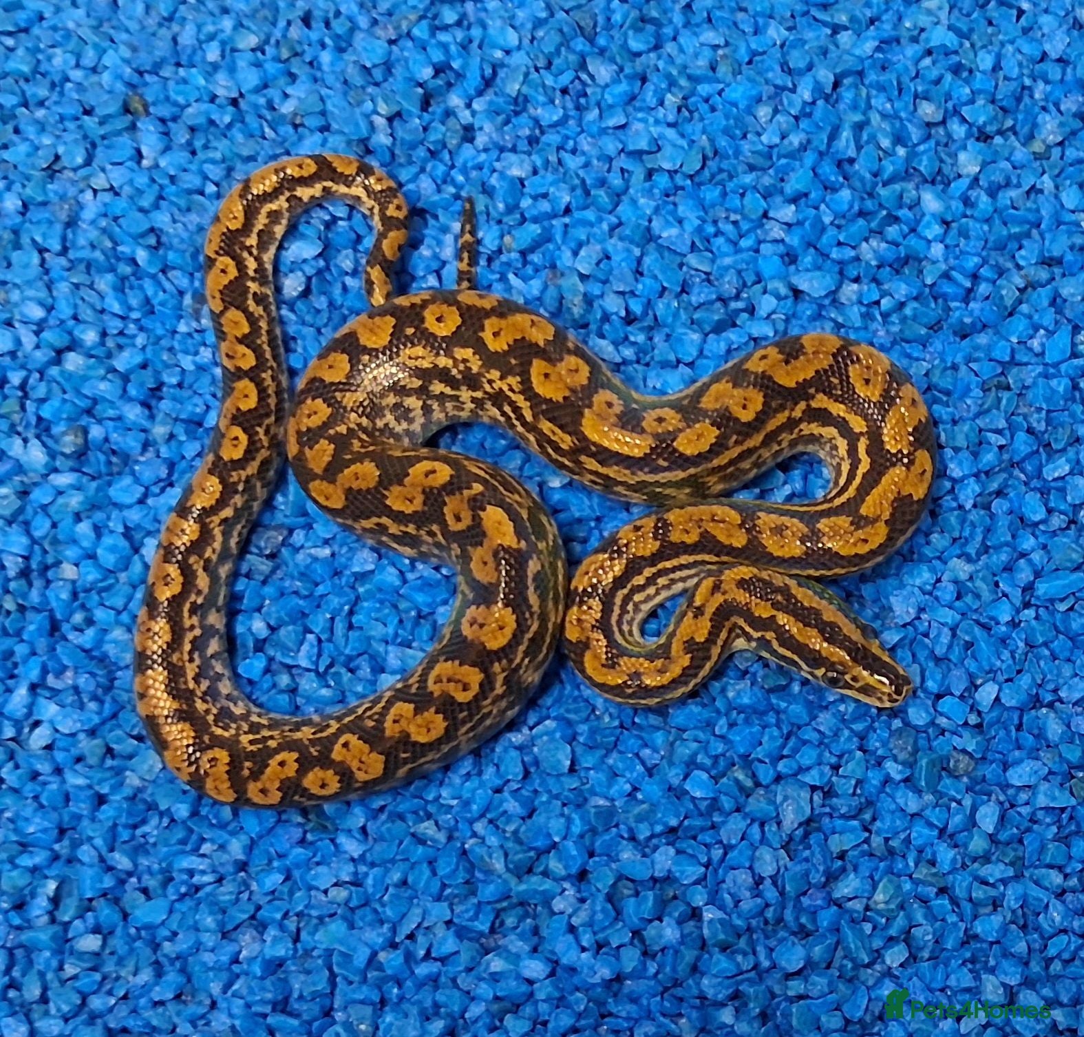 Boa Snake reptiles Paraguayan Rainbow Boa's  - Advert 2