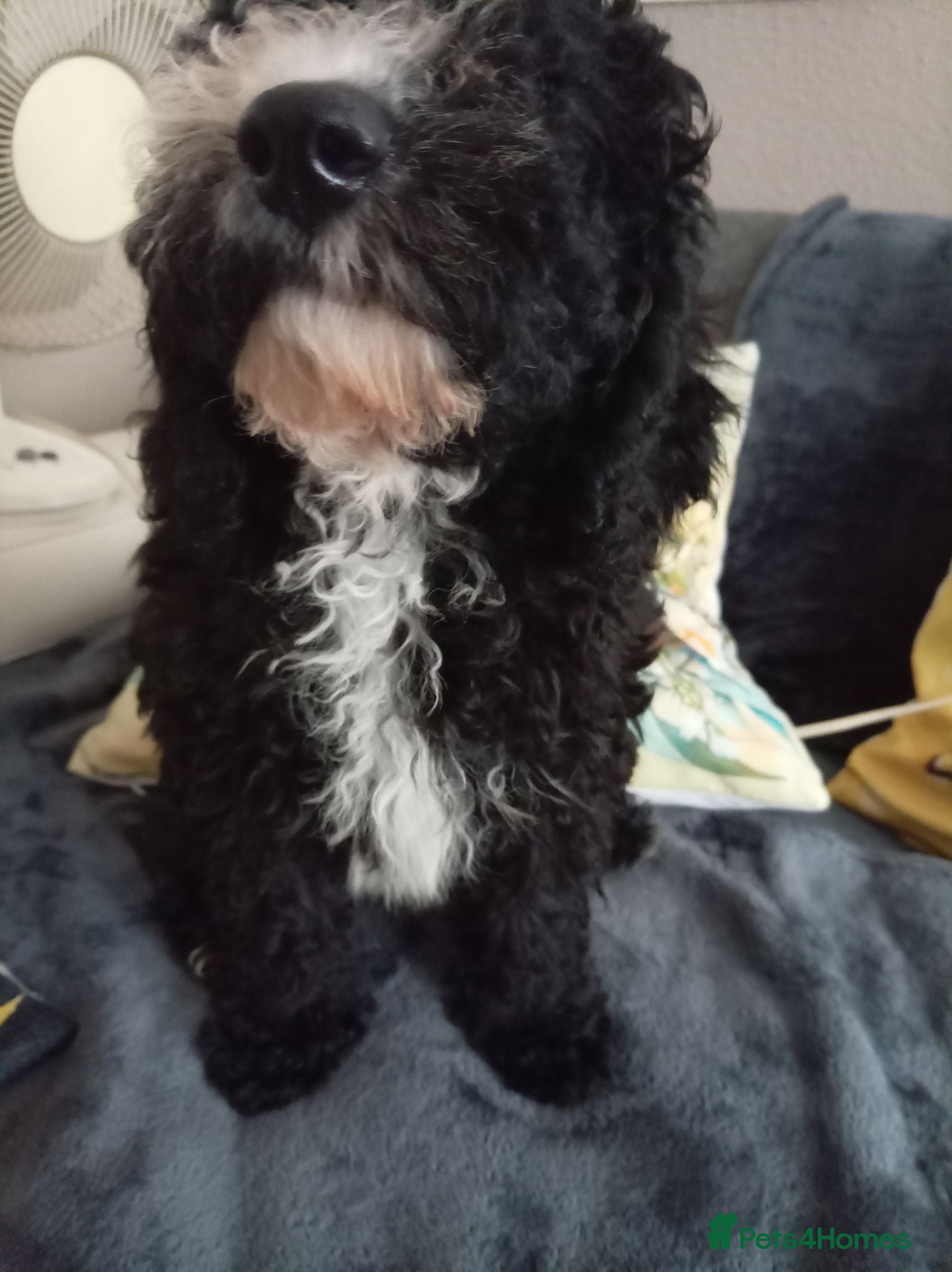 Miniature Poodle dogs Lovely mini poodles ready to go now only 3 boy  - Advert 1