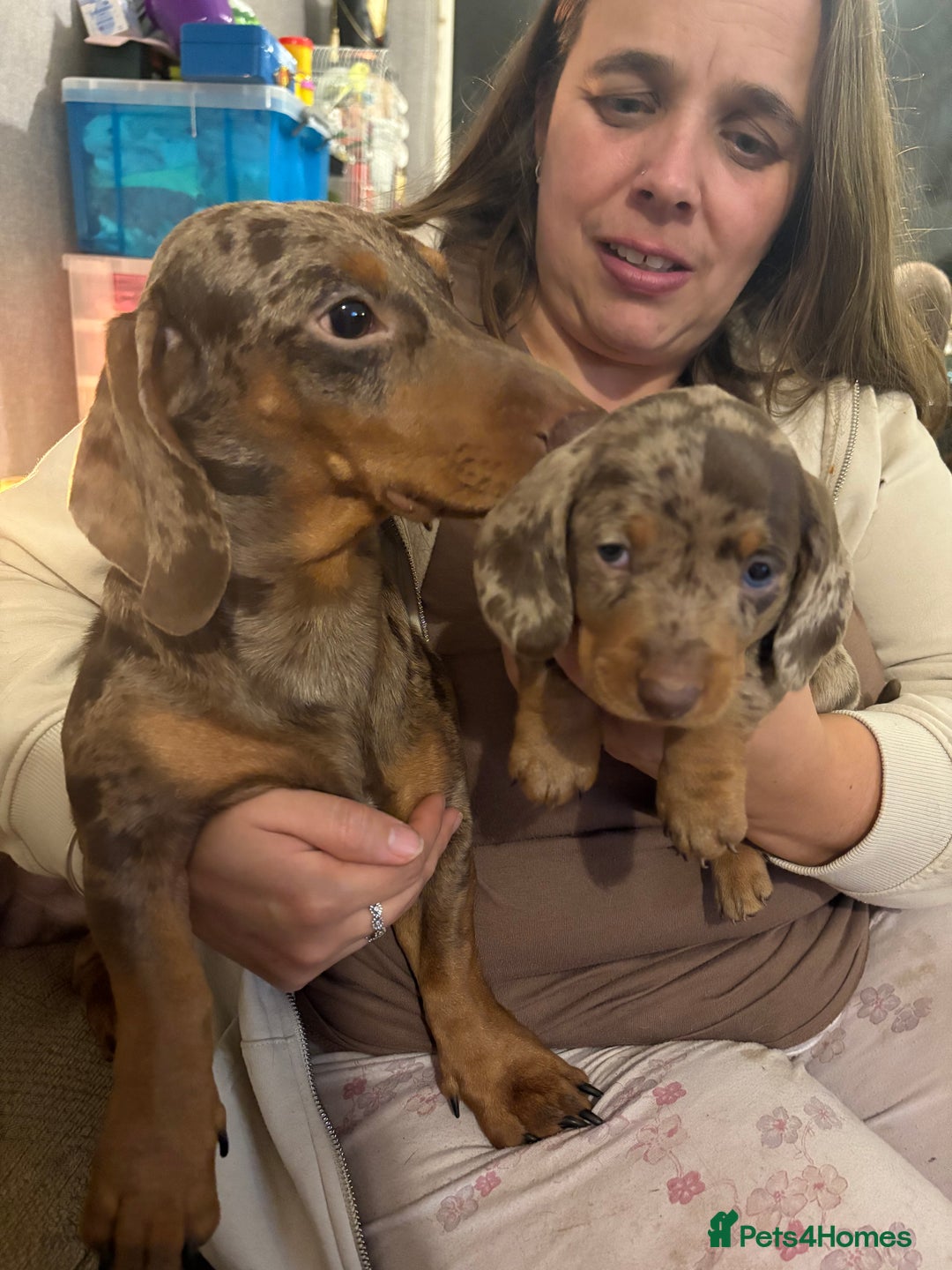 Dachshund dogs for sale: 4 absolutely gorgeous dachshund girls  - Advert 4