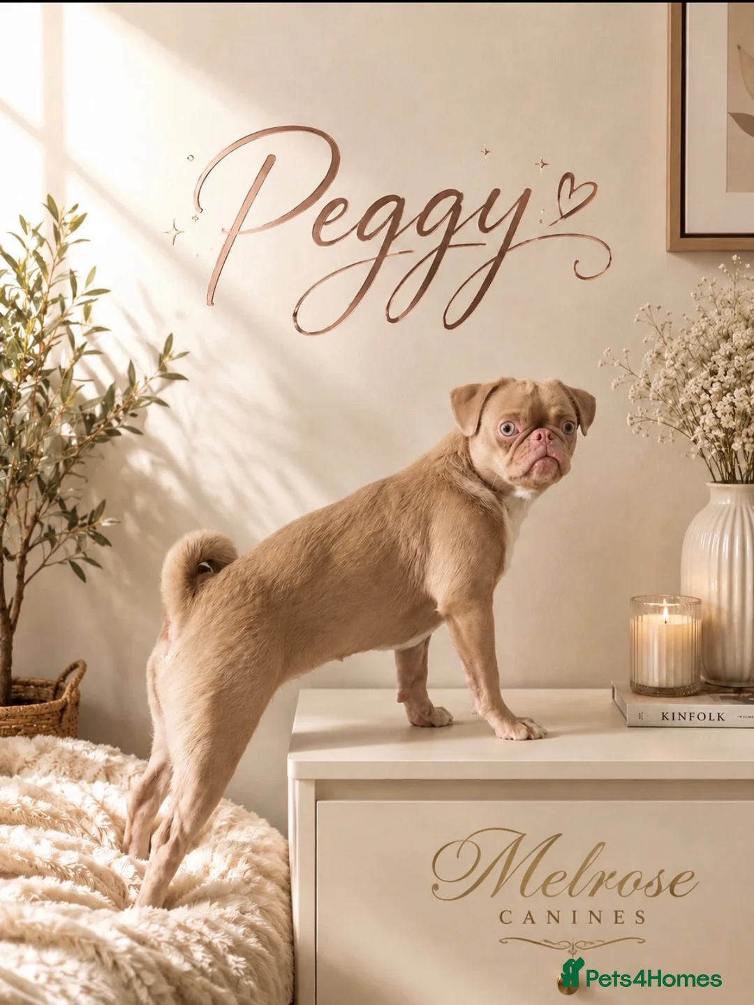 Pug dogs for sale: 🐾 PEGGY × ALASKA — A TRULY UNIQUE PUG LITTER 🐾  in Worcester - Advert 3