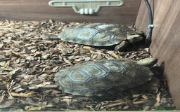 Tortoise reptiles for sale: Burmese mountain tortoises  - Image 2
