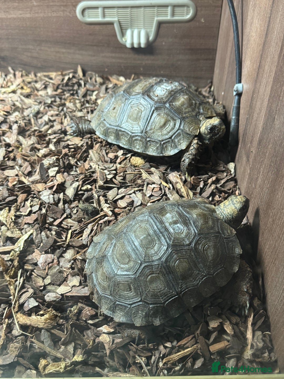 Tortoise reptiles for sale: Burmese mountain tortoises  - Image 2