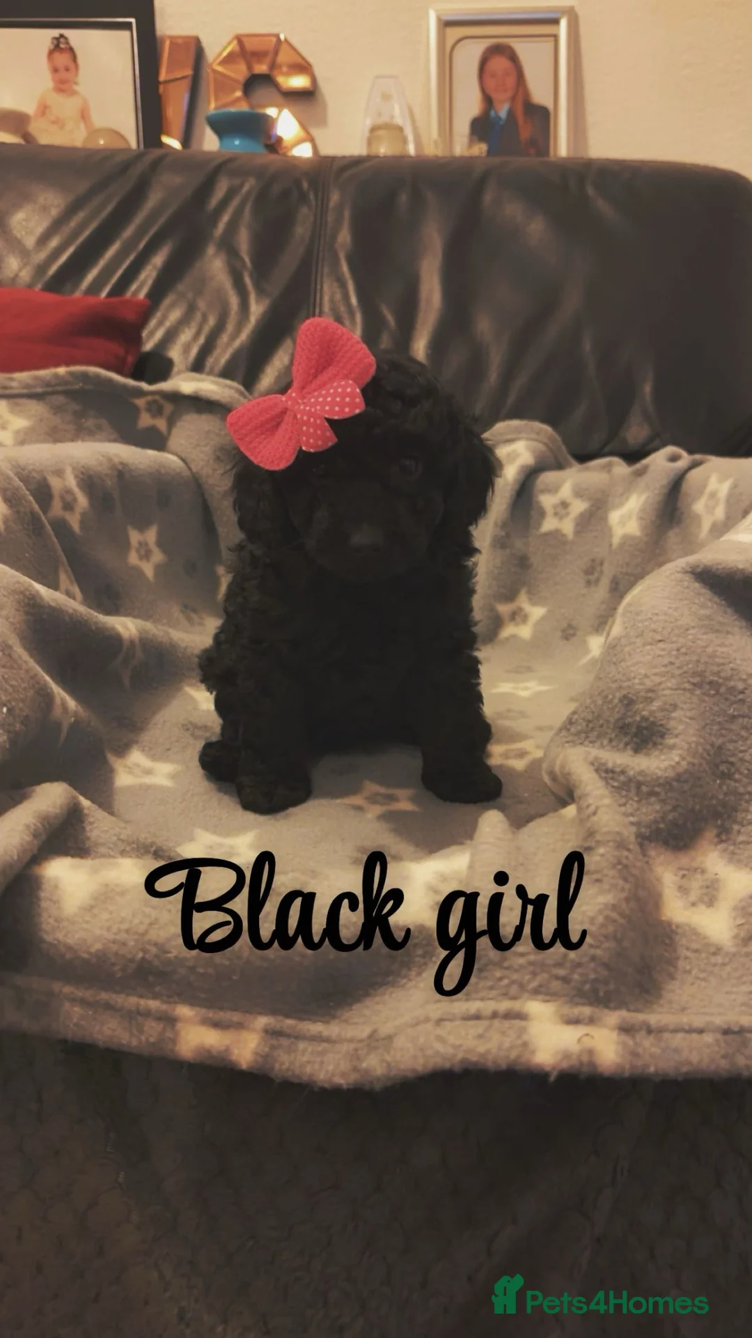 Toy Poodle dogs for sale: Show toy poodles  - Advert 2