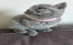 Brazilian Shorthair cats for sale: 🐾Beautiful British Shorthair Kittens 🐾 - Image 9