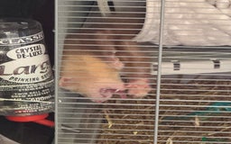 Ferret rodents for sale: 1 boy 1 girl ferrets  - Image 3