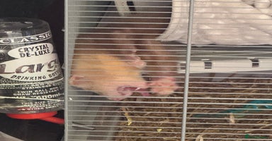 Ferret rodents - Advert 14