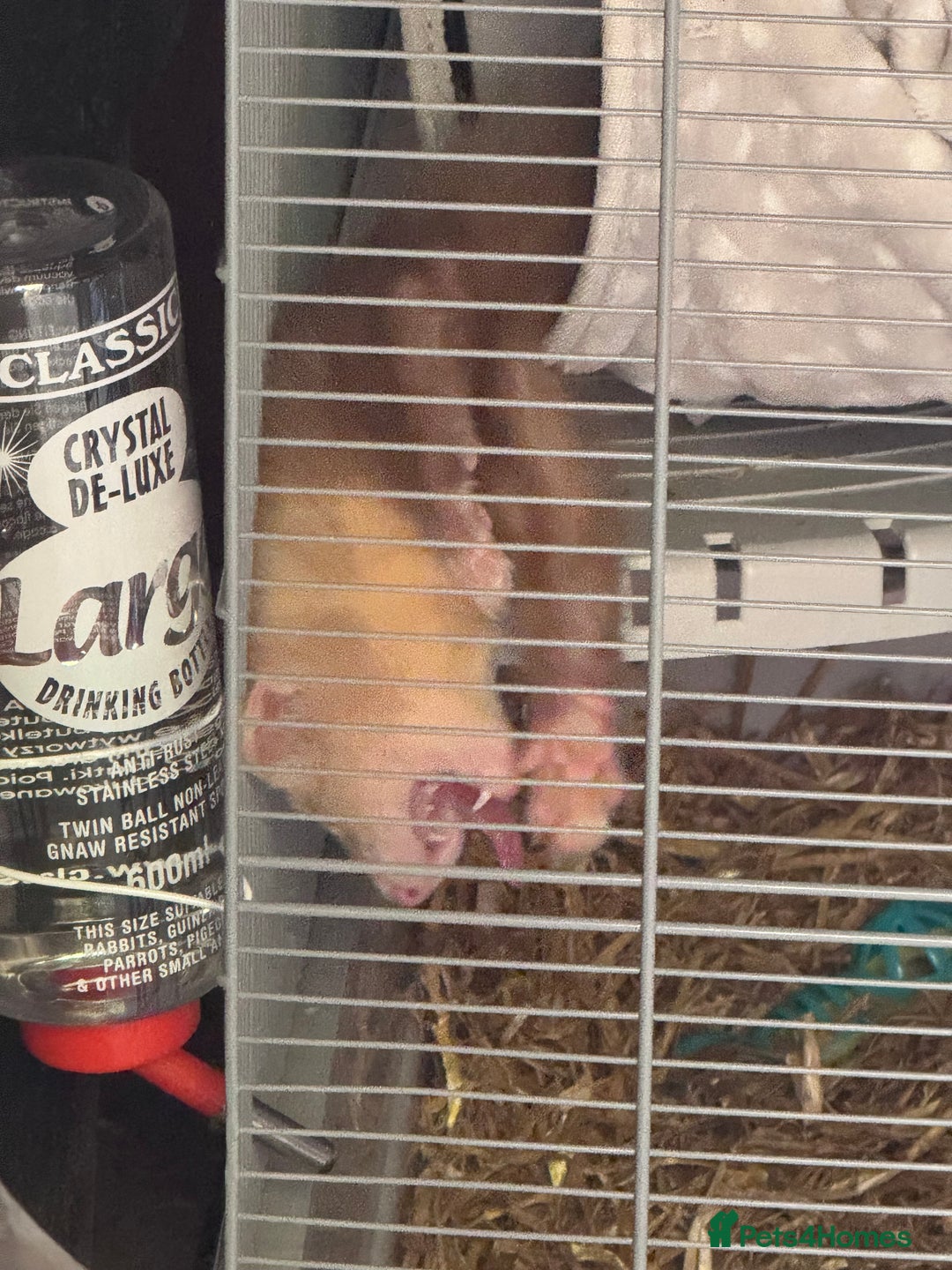 Ferret rodents for sale: 1 boy 1 girl ferrets  - Image 3