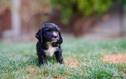 Cocker Spaniel dogs for sale: KC Reg – Fully Health Tested – Working Cocker Pups - Image 13