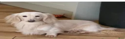 Miniature Dachshund dogs for sale: Blue + Tan Piebald Long Haired Miniature Dachshund - Advert 3