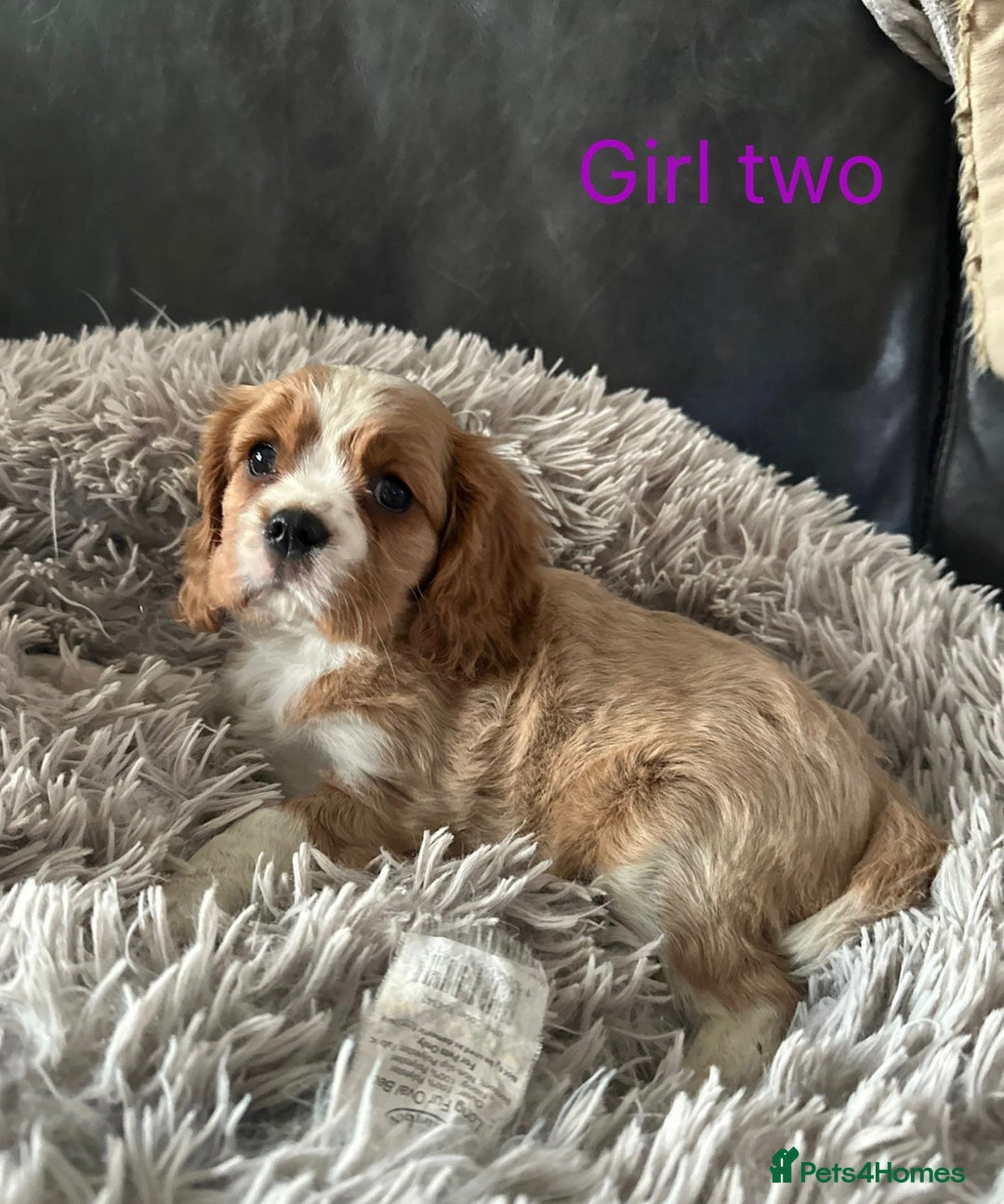 Cavalier King Charles Spaniel dogs for sale: cavalier king Charles pups parents DNA TESTED  - Advert 9