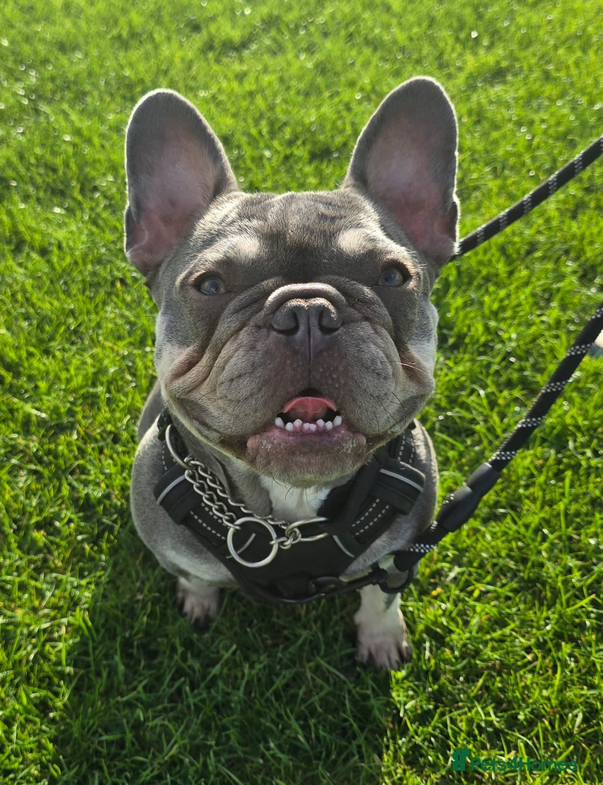 French Bulldog dogs 2 year old French Bulldog  - Advert 14