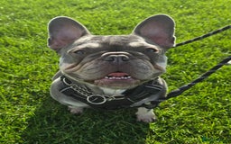 French Bulldog dogs for sale: 2 year old French Bulldog  - Advert 1
