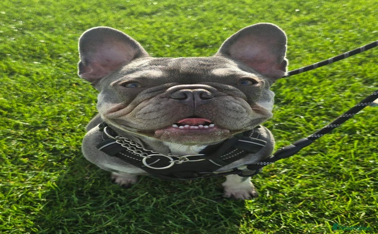 French Bulldog dogs 2 year old French Bulldog  - Advert 1