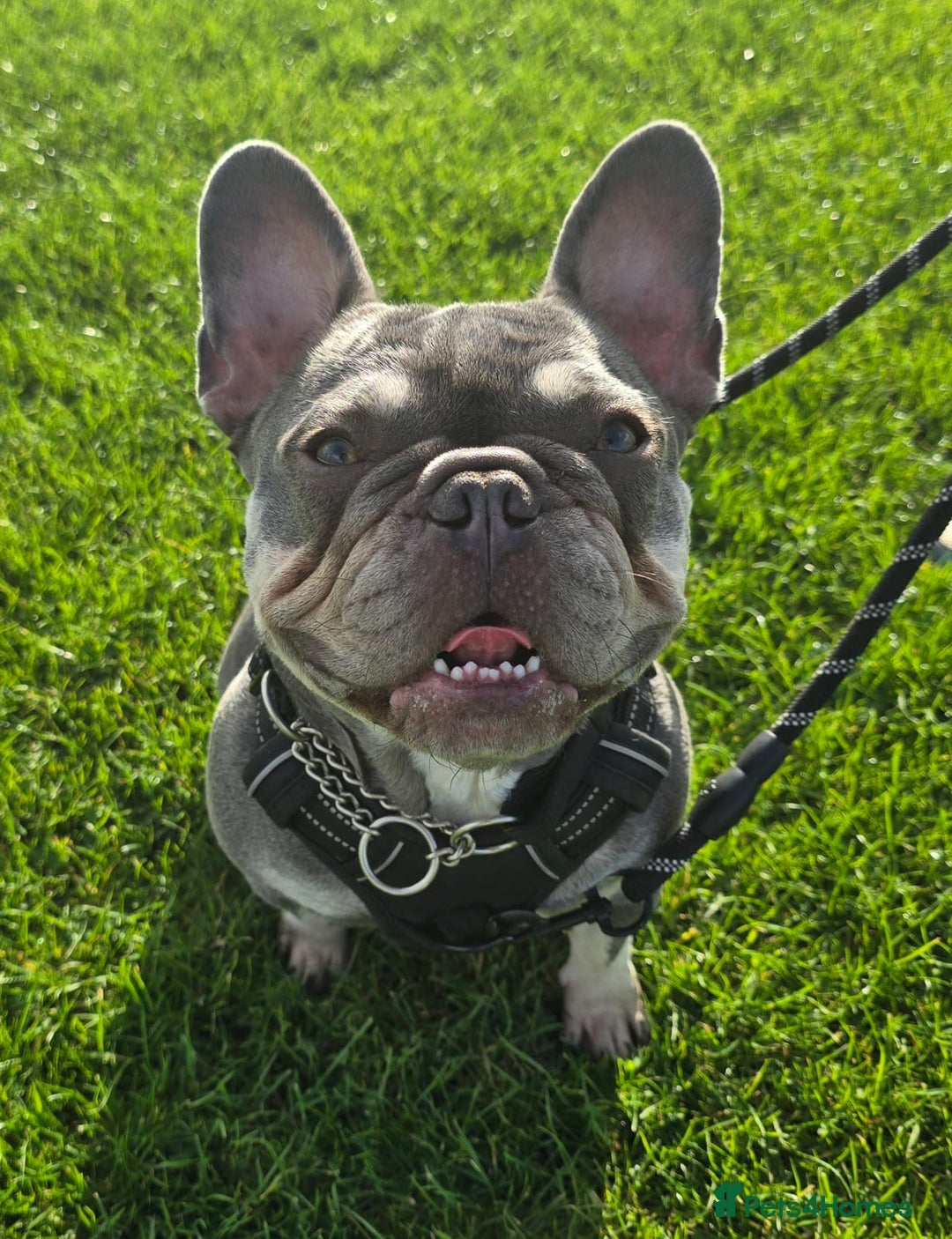French Bulldog dogs for sale: 2 year old French Bulldog  - Advert 1