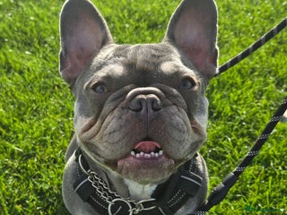 French Bulldog dogs 2 year old French Bulldog - Advert 18