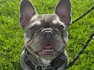 French Bulldog dogs 2 year old French Bulldog - Advert 22