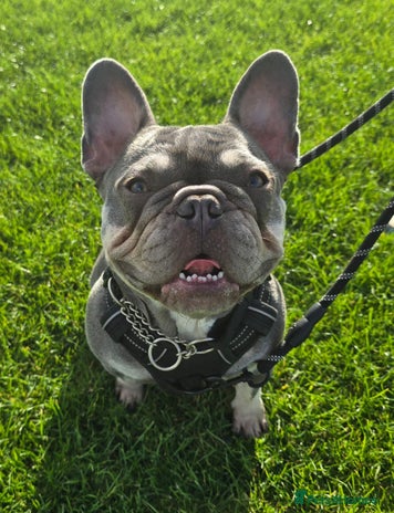 French Bulldog dogs 2 year old French Bulldog - Advert 1