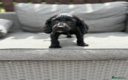 Cocker Spaniel dogs for sale: Cocker spaniel puppies🐶 - Image 4