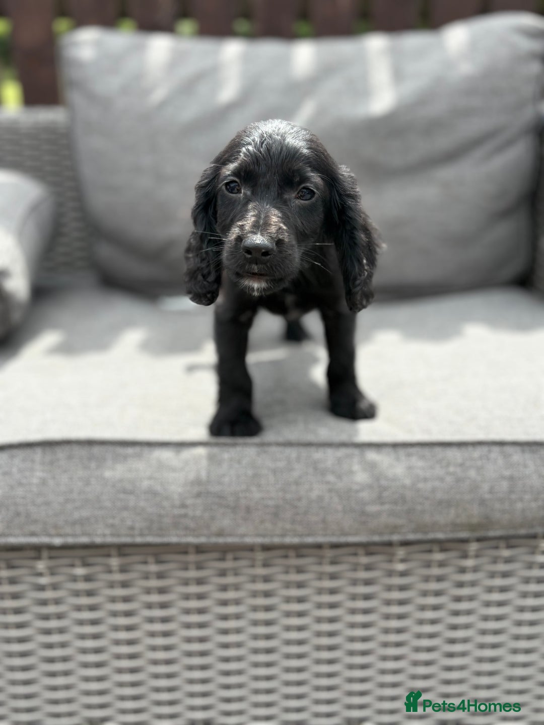 Cocker Spaniel dogs for sale: Cocker spaniel puppies🐶 - Image 4