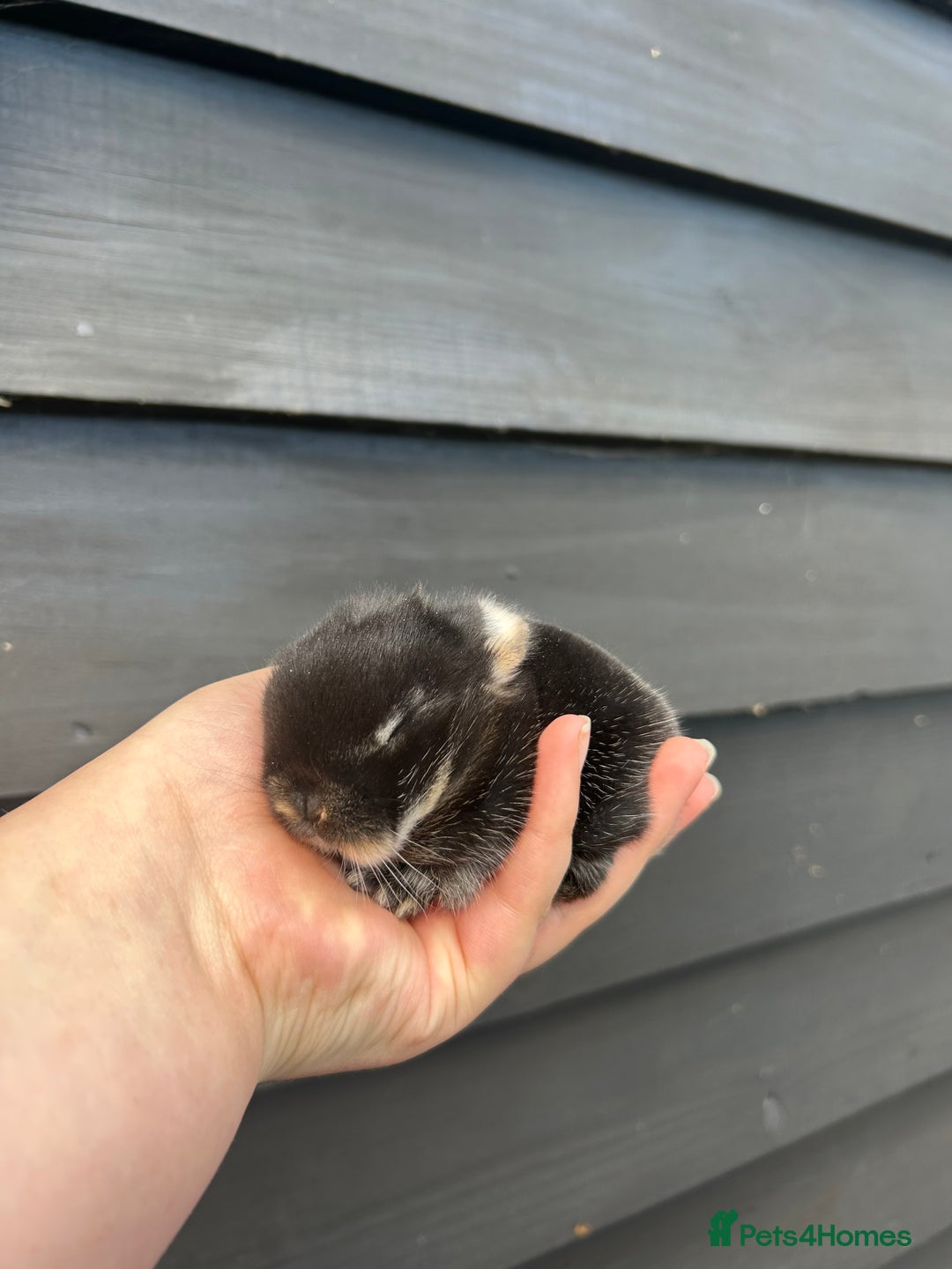 Mini Lop rabbits for sale: Purebred miniature lops to reserve - Image 2