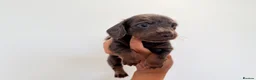 Miniature Dachshund dogs for sale: KC short haired and long haired puppies  - Advert 20