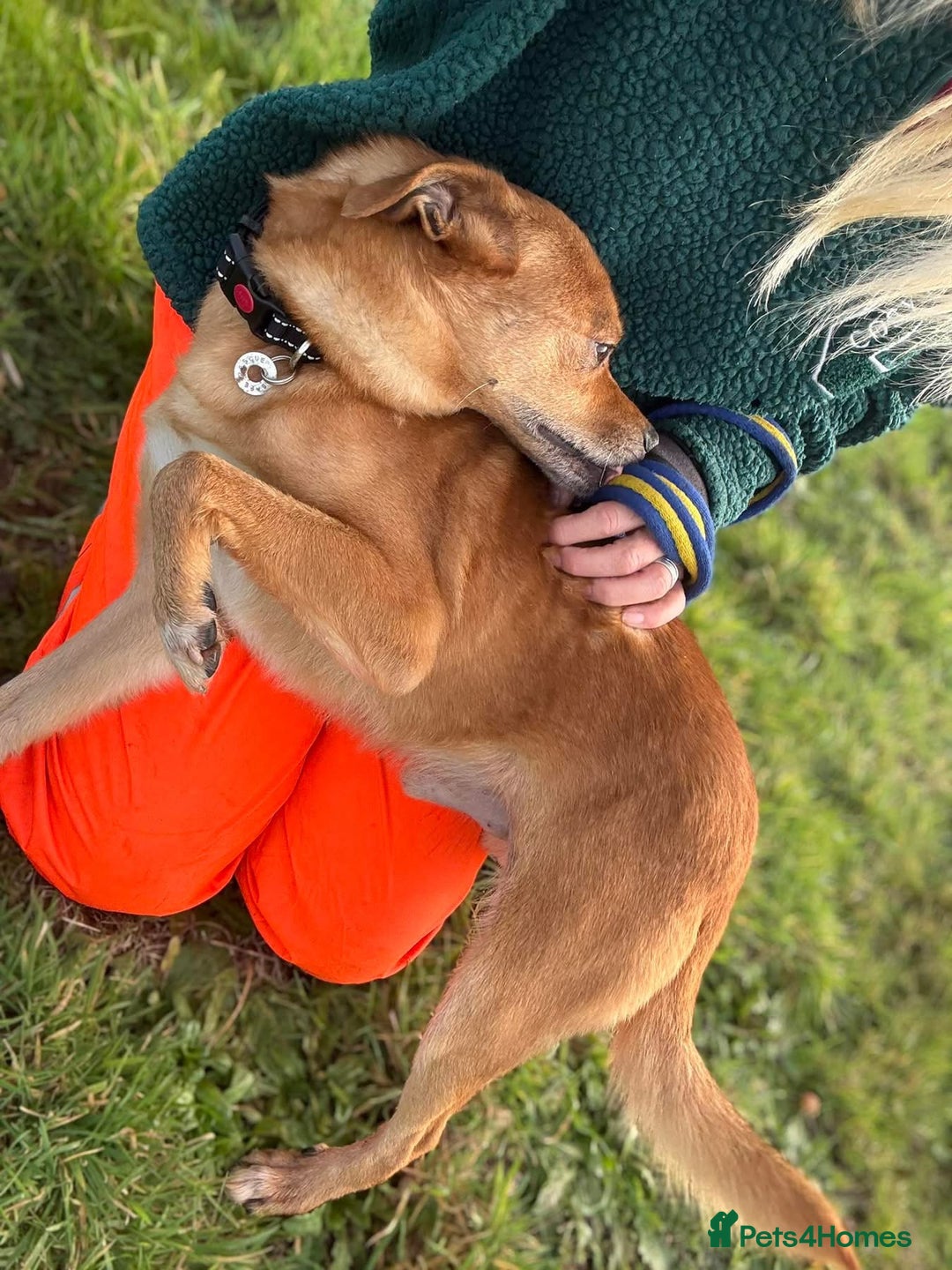 Mixed Breed dogs for adoption: Fry - Norwich Norfolk  - Advert 12