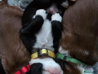 Tibetan Terrier dogs KC Registered Tibetan Terrier Puppies - Advert 3