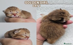 British Shorthair cats for sale: Golden British shorthairs - Reserve now! - Image 1