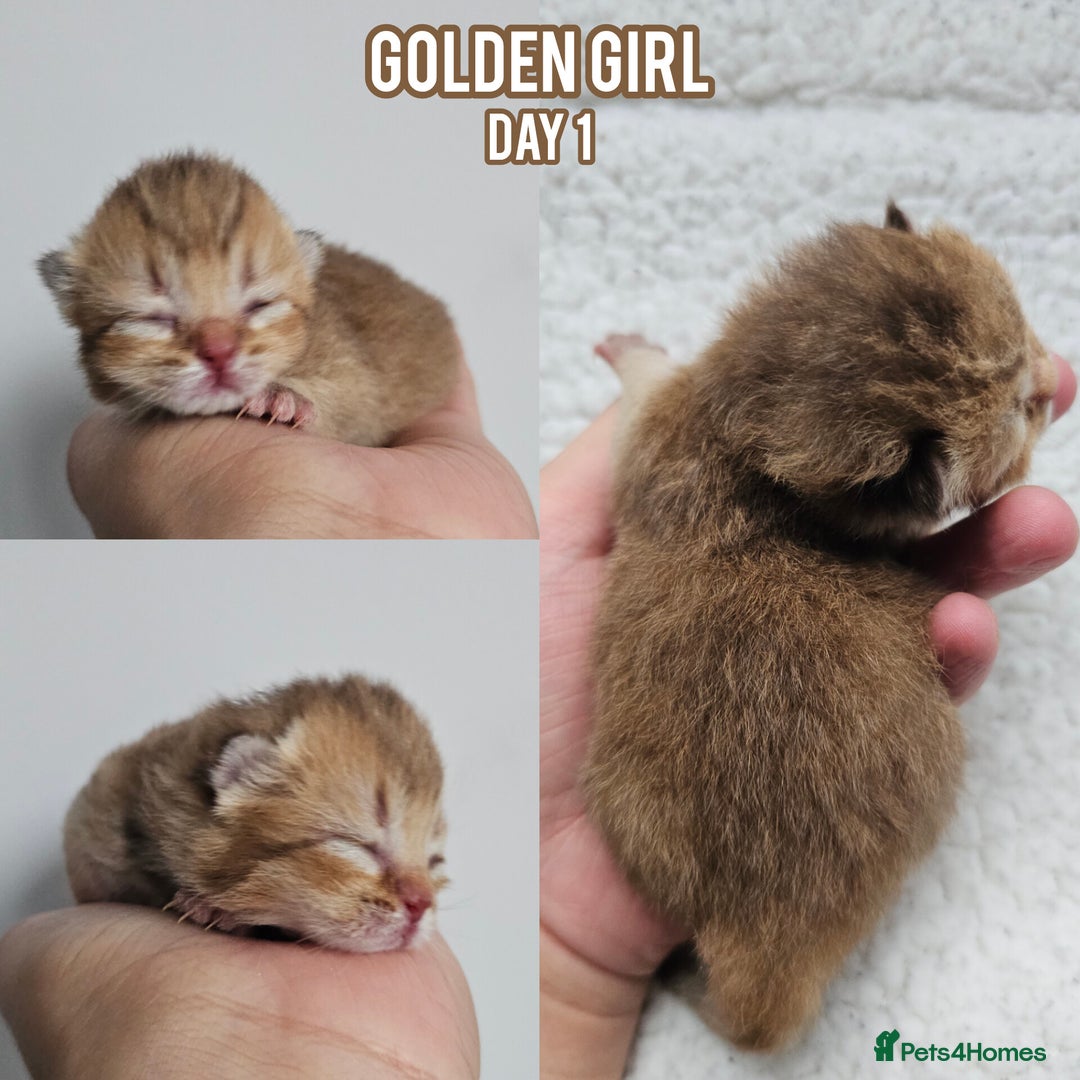 British Shorthair cats for sale: Golden British shorthairs - Reserve now! - Image 1