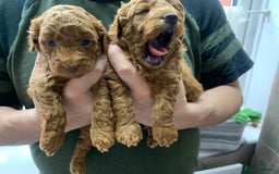 Toy Poodle dogs for sale: Gorgeous KC registered Red Toy Poodle pups - Image 5