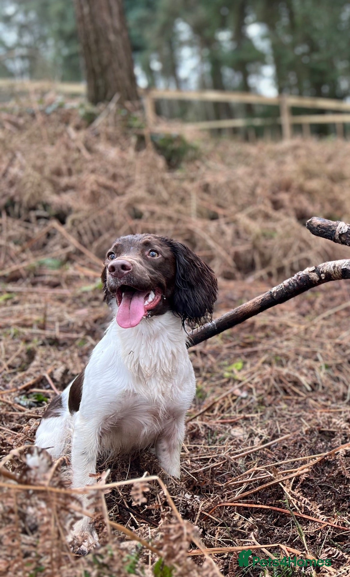 English Springer Spaniel dogs Stunning KC Working Springer Pups –FTCH Bloodlines - Advert 1