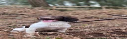 English Springer Spaniel dogs for sale: Stunning KC Working Springer Pups –FTCH Bloodlines - Advert 1