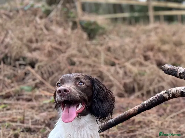 English Springer Spaniel dogs for sale: Stunning KC Working Springer Pups –FTCH Bloodlines - Advert 1