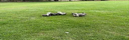 French Bulldog dogs for sale: 8 Beautiful French Bulldog Pups – 5 Girls & 3 Boys in Huddersfield - Advert 10