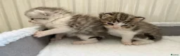 Persian cats for sale: Adorable Persian chinchilla mixed kittens  in Luton - Advert 8
