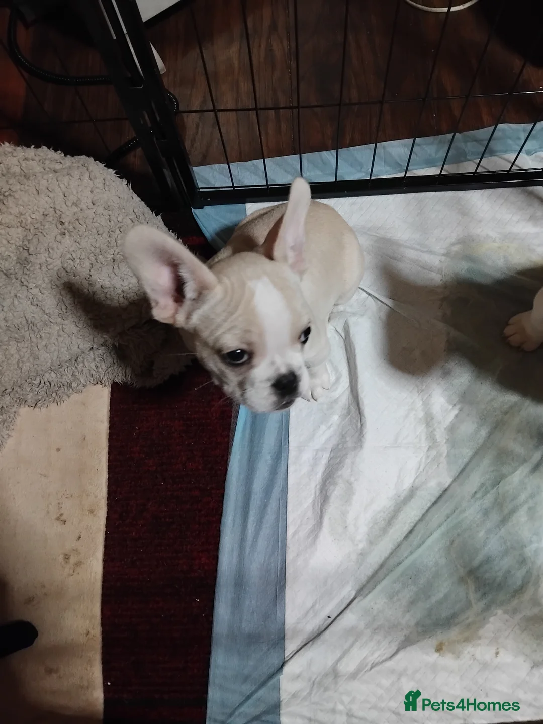 French Bulldog dogs for sale: Beautiful boys - Advert 3