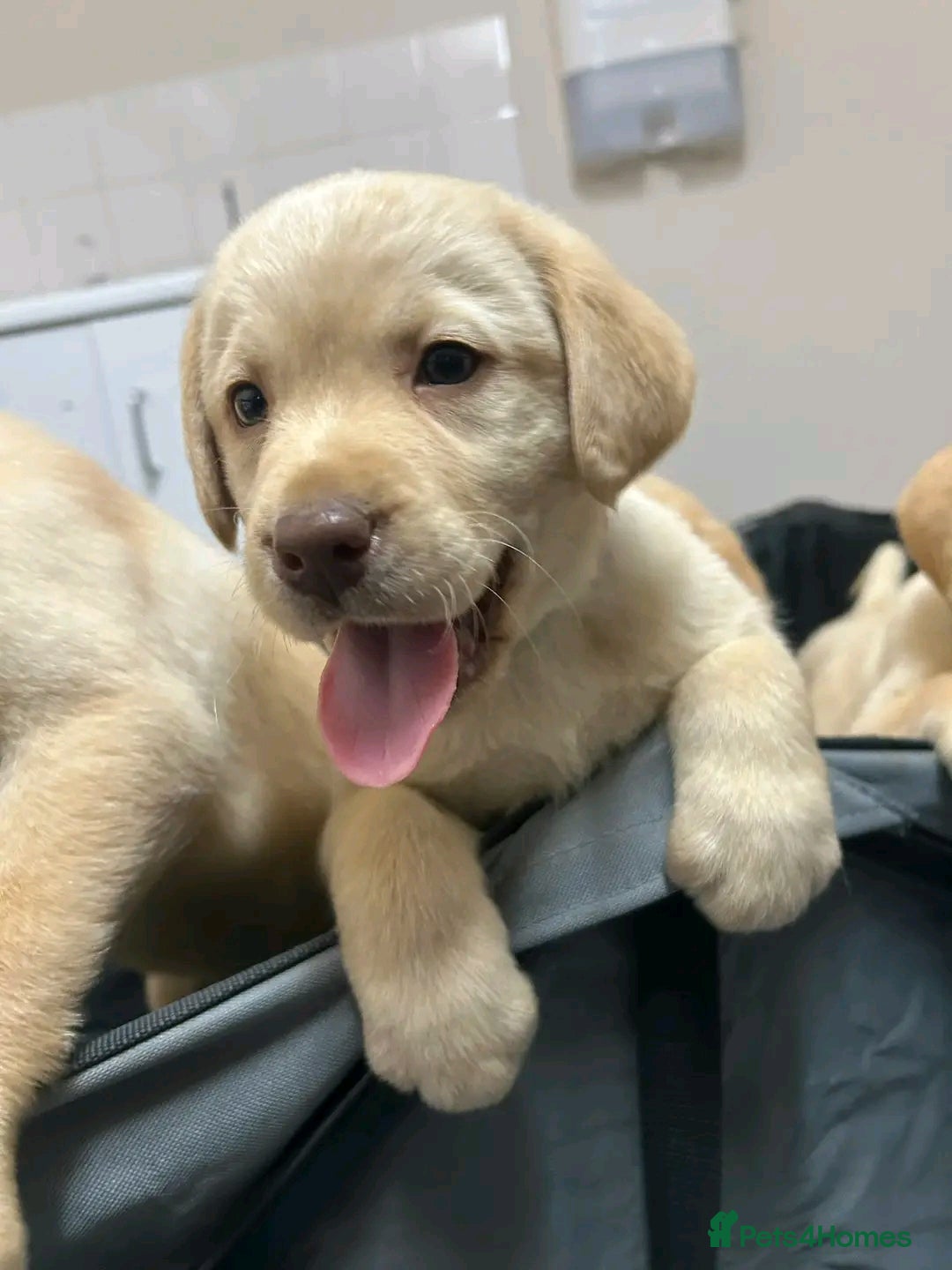 Labrador Retriever dogs for sale: Pure breed Labrador Retrievers puppies  - Image 22
