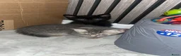British Shorthair cats for sale: Kittens for sale  - Advert 17