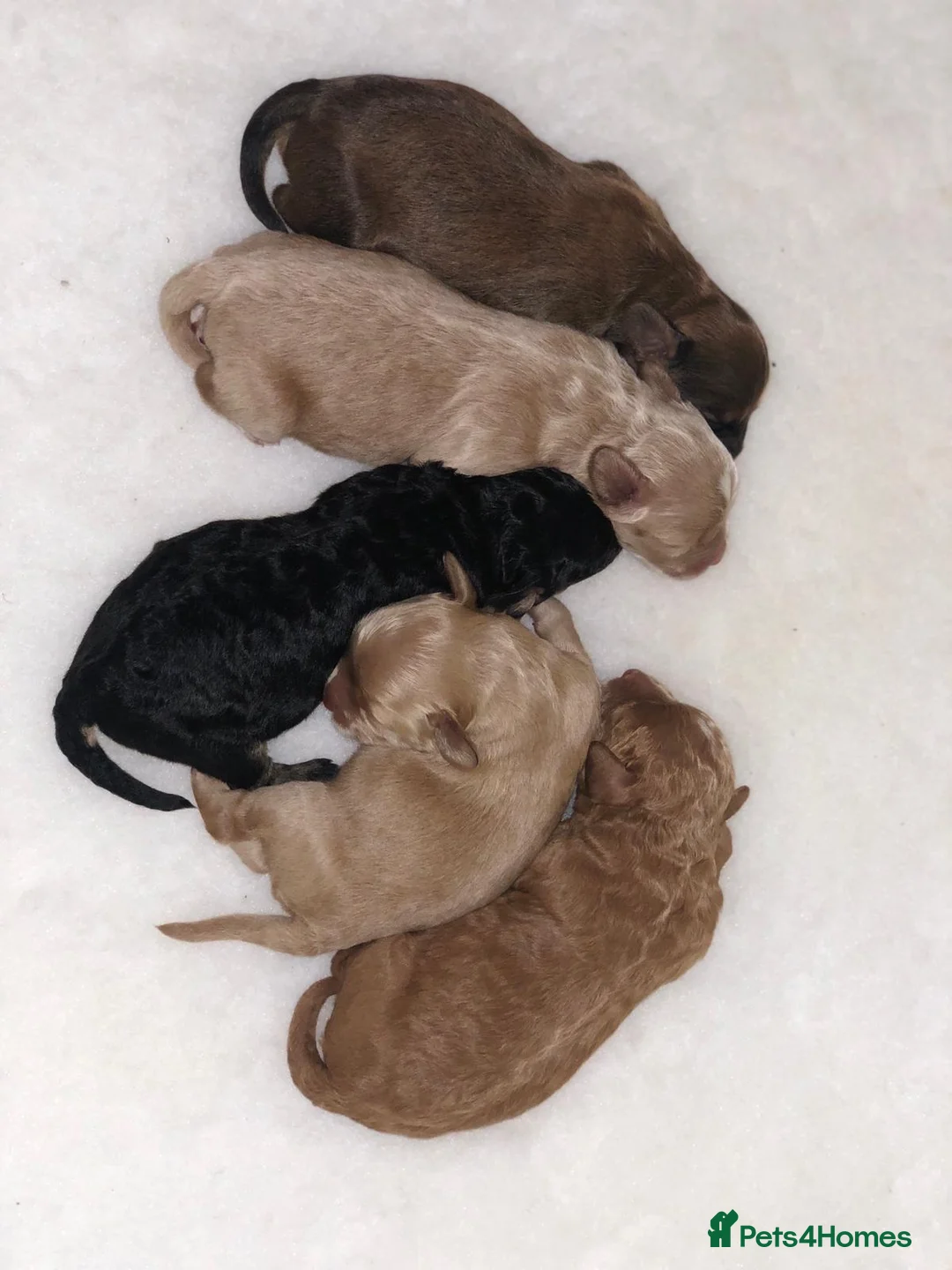 Maltipoo dogs for stud: Proven Pra clear Kcreg phantom toy poodle for stud in Manchester - Advert 6