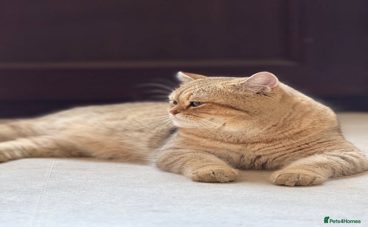 British Shorthair cats - Advert 1