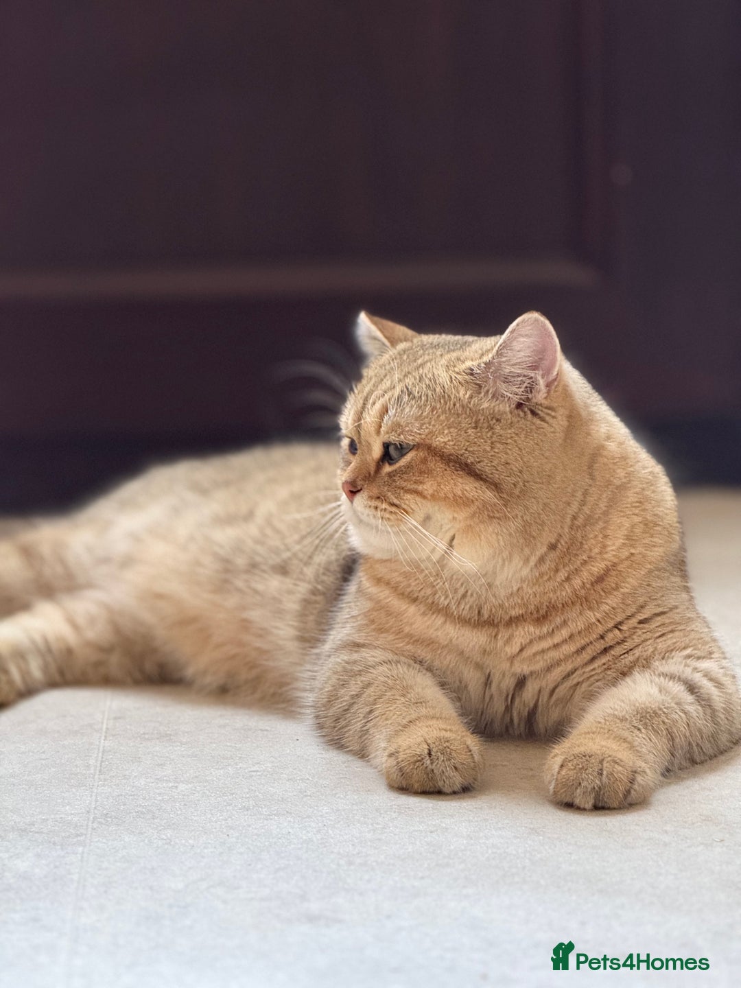 British Shorthair cats for stud: 🐾 Stud service - Chubby Scottish Boy 🐾 - Image 1