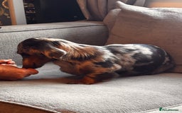 Dachshund dogs for sale: 2 girl fluffy dachshund puppys 6 months old  - Image 3