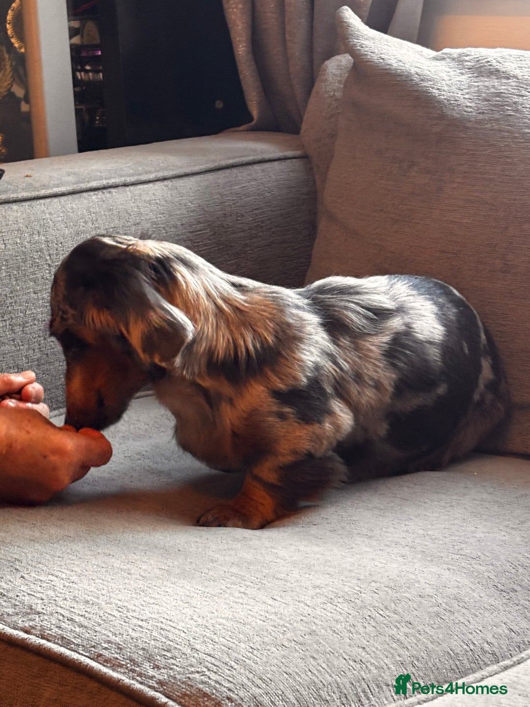 Dachshund dogs for sale: 2 girl fluffy dachshund puppys 6 months old  - Image 3